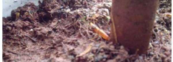 小蟲怎么消滅小竅門,家里地板有小蟲子怎么消除小妙招圖2