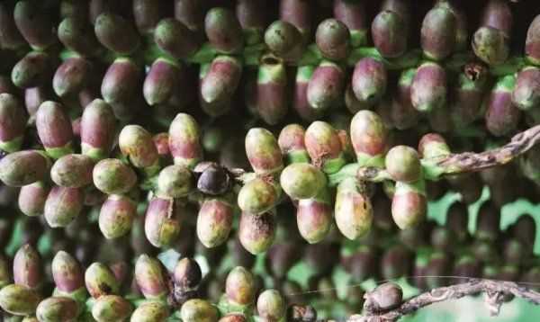 桄榔粉怎么沖,桄榔粉能減肥嗎圖6