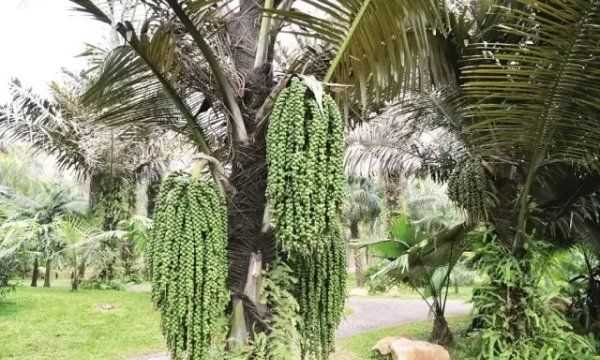 桄榔粉怎么沖,桄榔粉能減肥嗎圖7