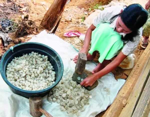 桄榔粉怎么沖,桄榔粉能減肥嗎圖9