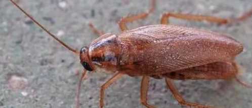 蟑螂冬天有,冬天有蟑螂嗎冬季有蟑螂嗎圖2