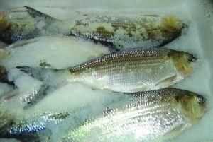 凍魚凍肉營養(yǎng)會流失嗎