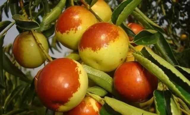 大棗是發(fā)物食物嗎