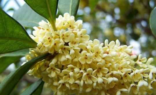 桂花哪個等級最好