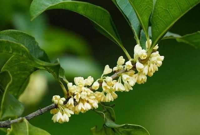 四季桂哪種桂花最好