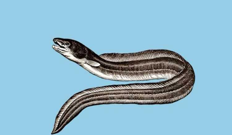 電鰻為什么會放電