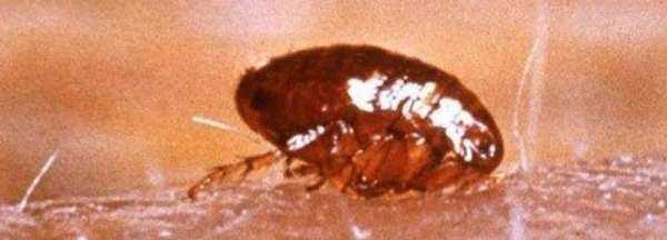 跳蚤有翅膀,跳蚤會飛嗎?有翅膀嗎?圖1