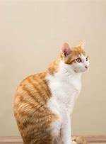 怎樣防止老鼠,怎樣防老鼠圖3