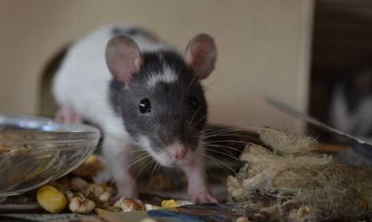 怎樣防止老鼠,怎樣防老鼠圖7