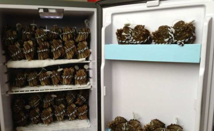 死螃蟹怎么保存才新鮮能保存多久