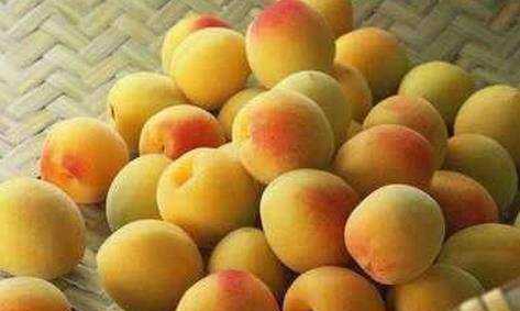 怎樣自制發(fā)酵杏子酒,杏子可以泡酒嗎杏子如何泡酒圖3