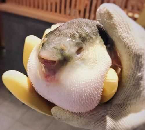 河豚魚怎么做好吃又簡單