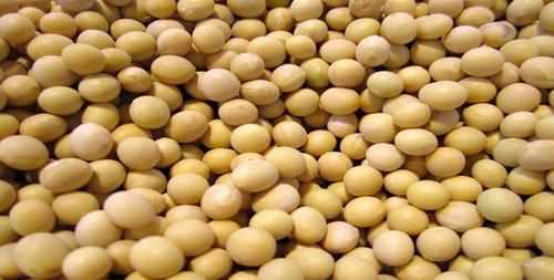 黃豆有怎樣的營養(yǎng)價值