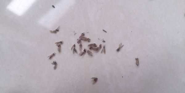 家里有小飛蟲怎么處理掉
