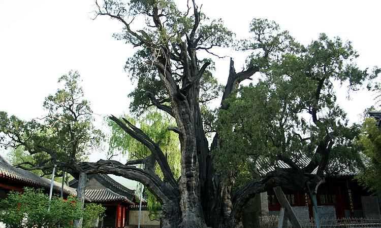 中國的國樹，國花，國獸，國球是什么