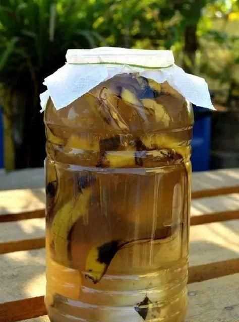 香蕉皮泡水的泡多長時(shí)間才能用來澆花