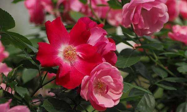 香蕉皮泡水幾天能澆花,香蕉皮泡水的泡多長時(shí)間才能用來澆花圖4