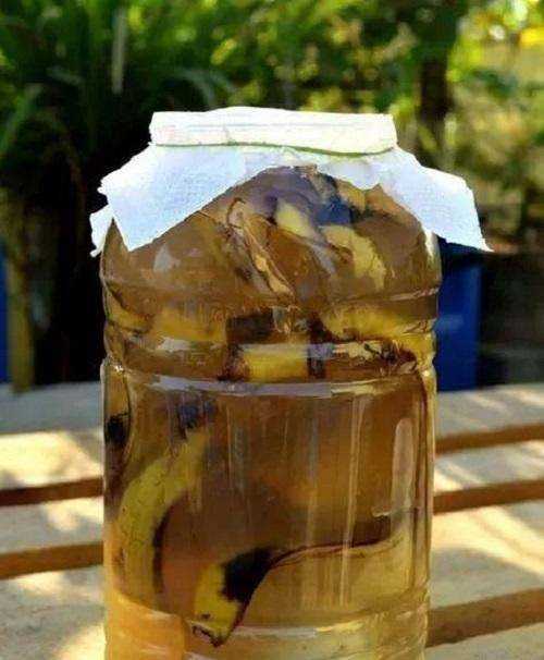 香蕉皮泡水幾天能澆花,香蕉皮泡水的泡多長時(shí)間才能用來澆花圖6