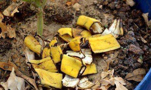 香蕉皮泡水幾天能澆花,香蕉皮泡水的泡多長時(shí)間才能用來澆花圖8