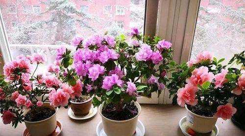 香蕉皮泡水幾天能澆花,香蕉皮泡水的泡多長時(shí)間才能用來澆花圖9