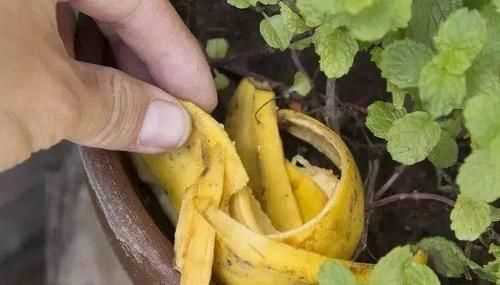 香蕉皮泡水多久能澆花呢