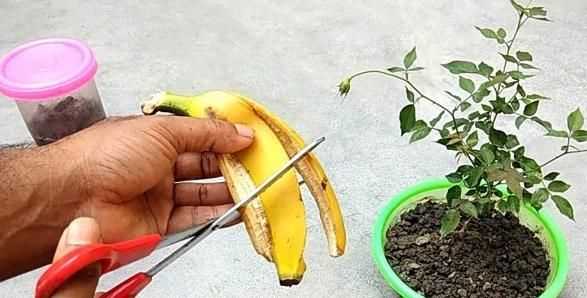 水果皮發(fā)酵多久可以澆花有臭味嗎