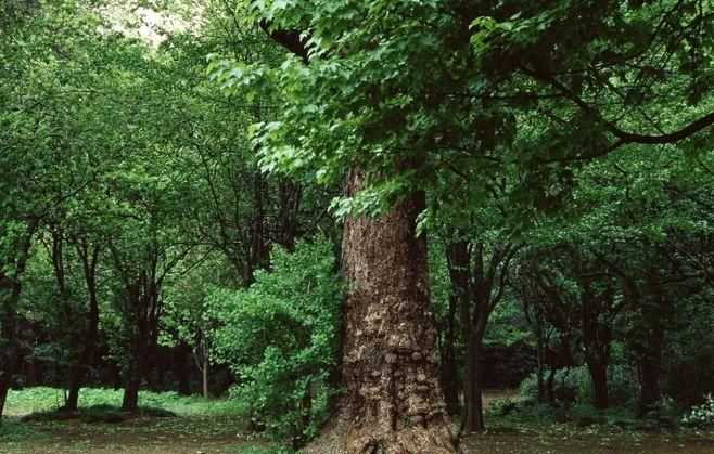 樹(shù)木茂盛的意思是什么意思