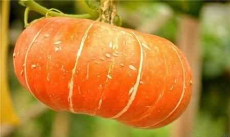 南瓜的糖分高不高糖尿病可以吃嗎
