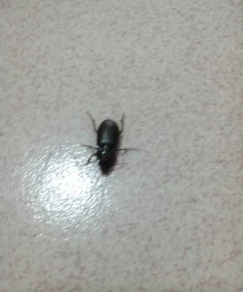 家里有蟑螂怎么辦能除根