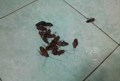 家里有蟑螂怎么辦能除根