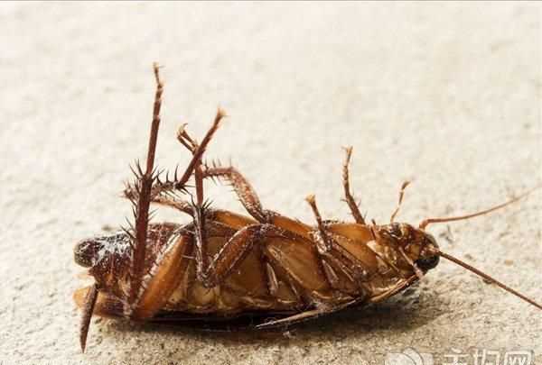 家里出現(xiàn)了蟑螂怎么辦能除根