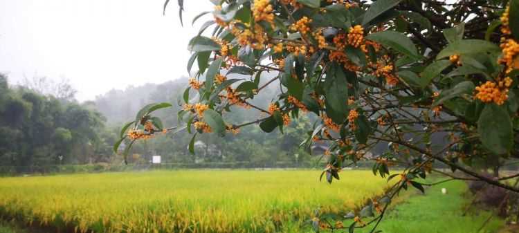 八月八日是秋天的第一天嗎