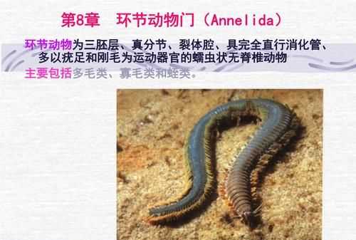 環(huán)節(jié)動物主要有哪些