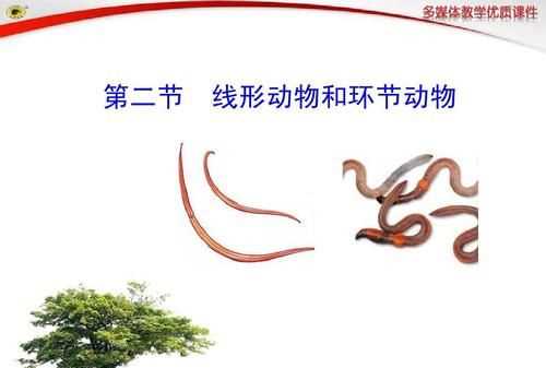 海洋環(huán)節(jié)動物有哪些