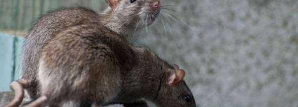 風(fēng)油精如何驅(qū)趕老鼠,老鼠聞到風(fēng)油精味多久能跑貓頭鷹捕鼠圖4