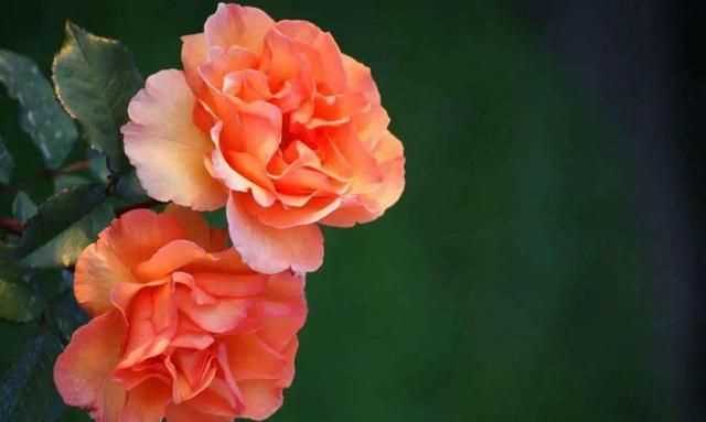 粉色分類(lèi)，粉色分類(lèi)及顏色示意圖？圖8