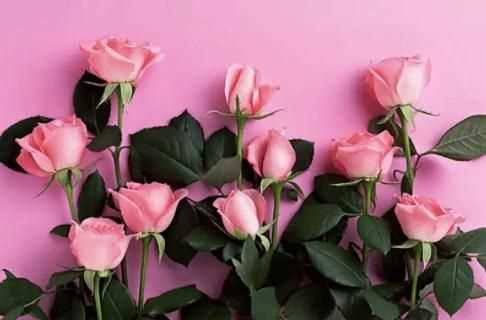 粉色分類(lèi)，粉色分類(lèi)及顏色示意圖？圖12