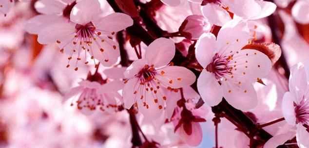 粉色分類(lèi)，粉色分類(lèi)及顏色示意圖？圖14