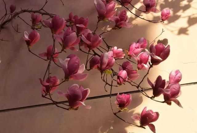 粉色分類(lèi)，粉色分類(lèi)及顏色示意圖？圖18