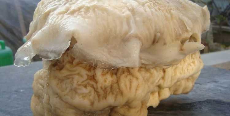 “太歲”究竟是動(dòng)物還是植物