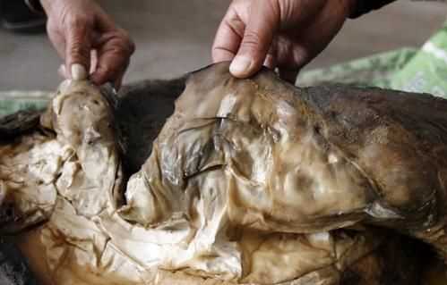 太歲到底是植物還是動(dòng)物