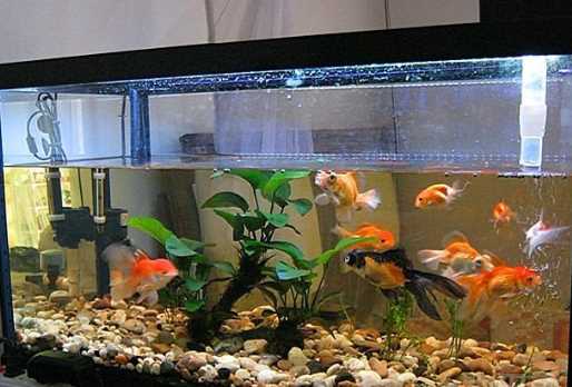 底砂里的糞便怎么清理,魚缸內(nèi)沉積在沙石內(nèi)的糞便有什么方法清理圖1