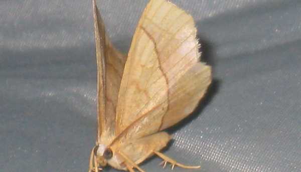 家里進(jìn)飛蛾怎么辦趕走,老人死后有飛蛾飛進(jìn)來(lái)預(yù)示什么圖2