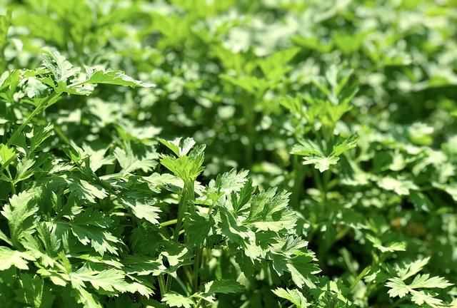 青團(tuán)不放冰箱會(huì)壞嗎，家庭版青團(tuán)簡(jiǎn)單做法？圖3