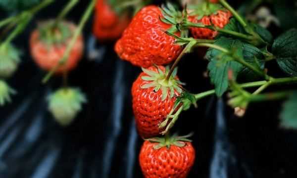 草莓紅了后多久才能吃,草莓變紅了之后有一點(diǎn)點(diǎn)發(fā)黃是什么事情圖1