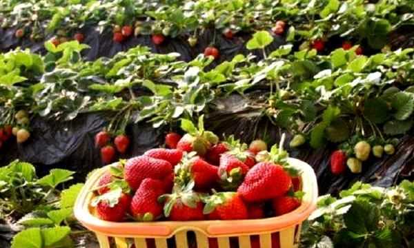 草莓紅了后多久才能吃,草莓變紅了之后有一點(diǎn)點(diǎn)發(fā)黃是什么事情圖3