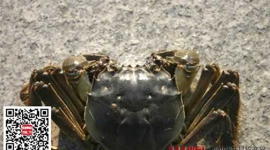 花蟹離開(kāi)水能活多久