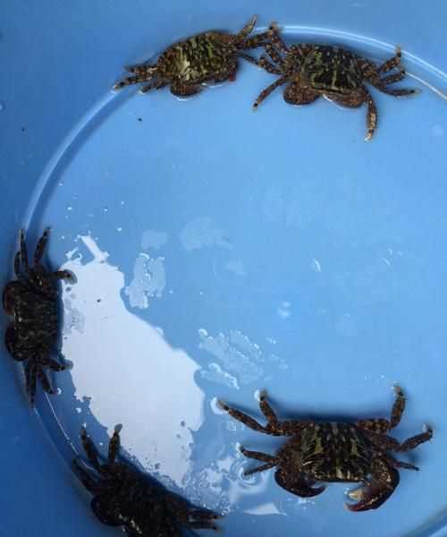 相手蟹離開(kāi)水能活多久