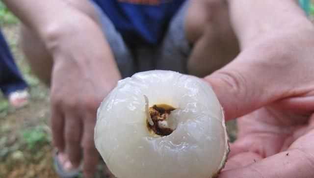 吃了荔枝蟲子有害嗎