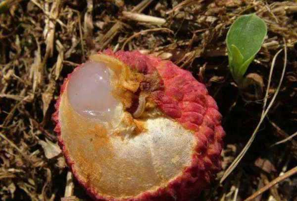 吃了荔枝里的蟲子怎么辦,荔枝里的蟲子吃到肚子里怎么辦圖3